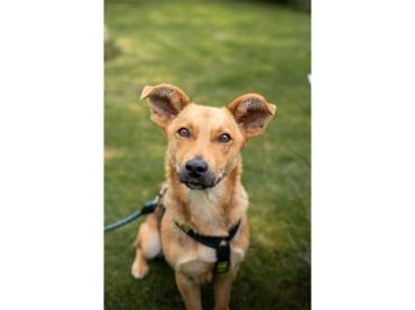 Queeny  wartet in 74535 Mainhardt