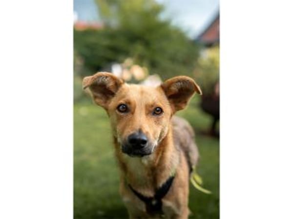 Queeny  wartet in 74535 Mainhardt