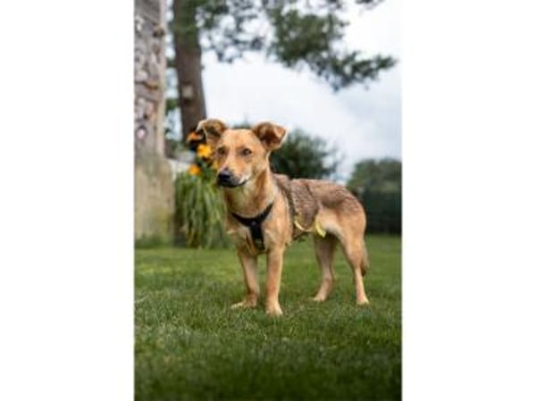 Queeny  wartet in 74535 Mainhardt