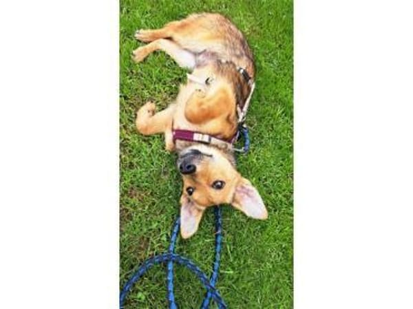 Queeny  wartet in 74535 Mainhardt