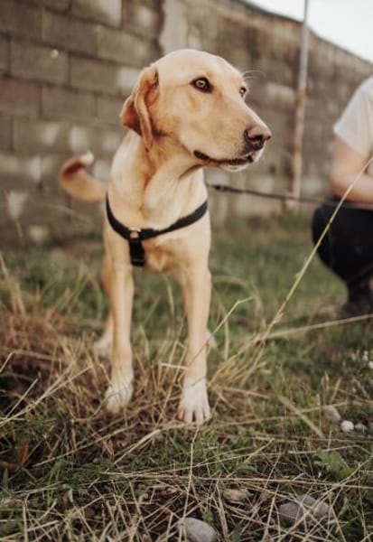 Wumpi sucht ihre Menschen!