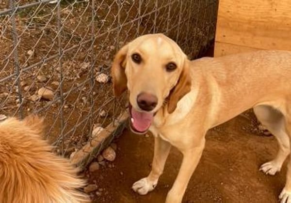 Wumpi sucht ihre Menschen!