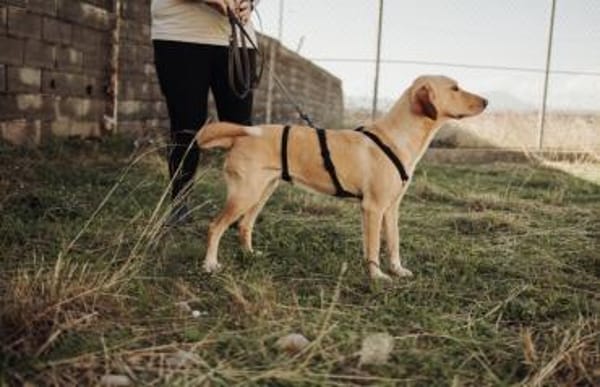 Wumpi sucht ihre Menschen!