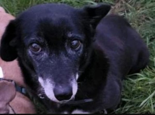 Rosy sucht ihre Menschen