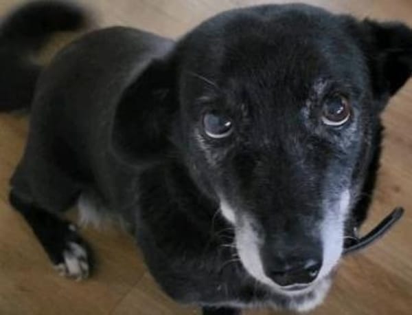 Rosy sucht ihre Menschen