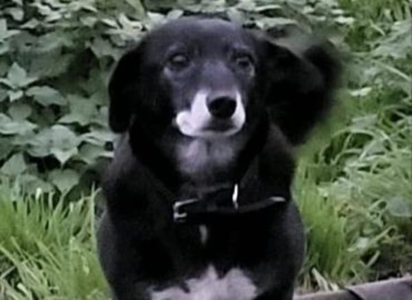 Rosy sucht ihre Menschen