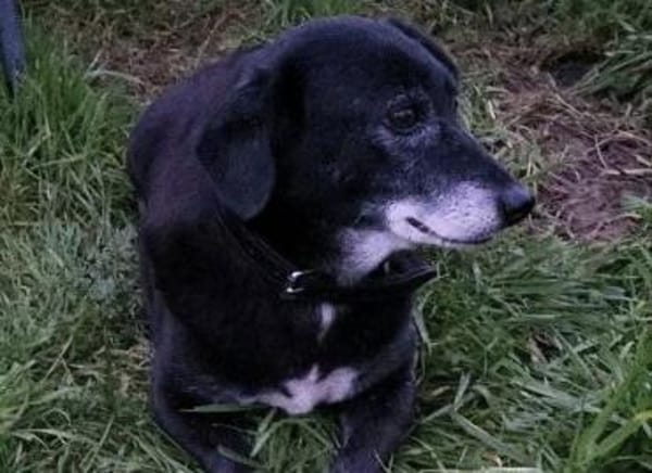 Rosy sucht ihre Menschen