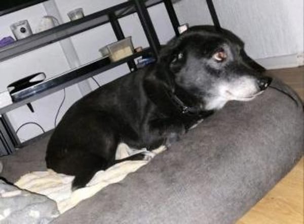 Rosy sucht ihre Menschen