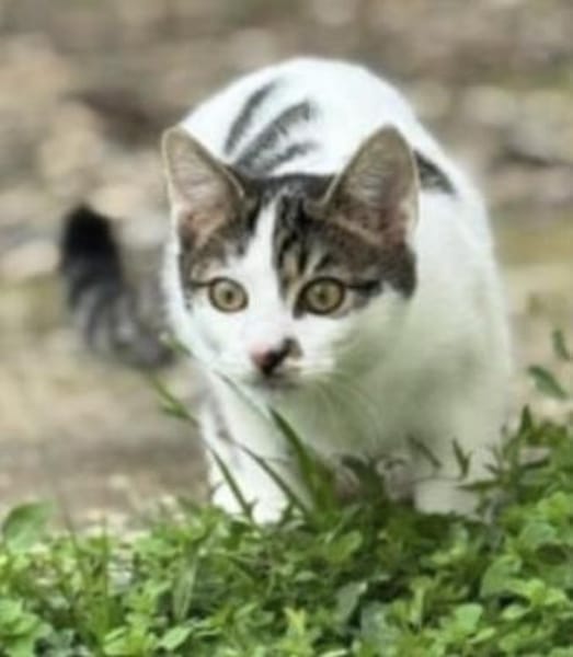 🐾Kater Ron sucht sein Für-immer-Zuhause