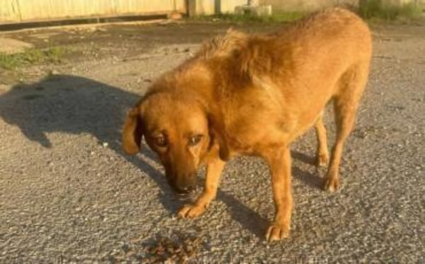 Die hübsche Ann sucht dich