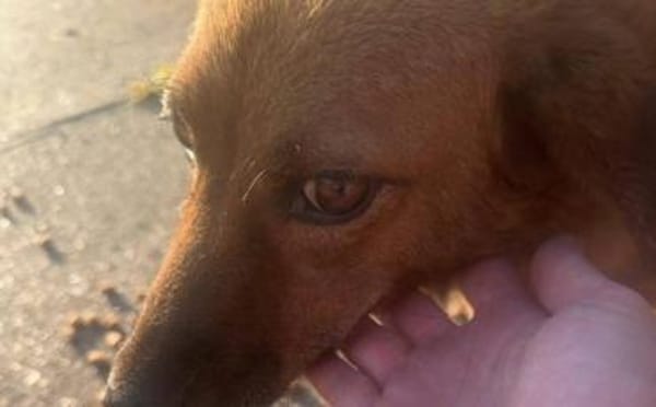 Die hübsche Ann sucht dich