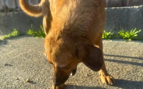 Die hübsche Ann sucht dich