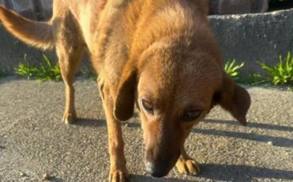 Die hübsche Ann sucht dich