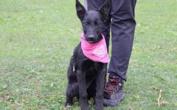 Noelle - Traumhund in schwarz