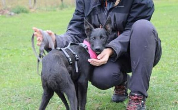 Noelle - Traumhund in schwarz