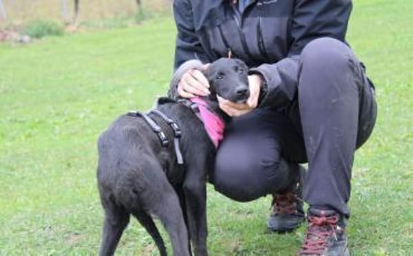 Noelle - Traumhund in schwarz