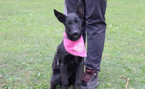 Noelle - Traumhund in schwarz