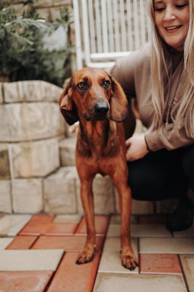 Liebster Dumbo sucht seine Menschen!