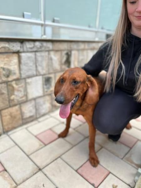 Liebster Dumbo sucht seine Menschen!