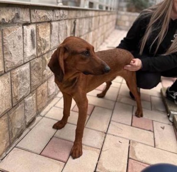 Liebster Dumbo sucht seine Menschen!