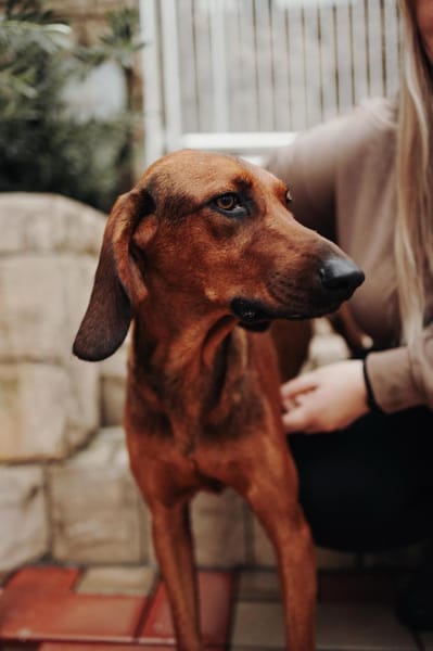 Liebster Dumbo sucht seine Menschen!