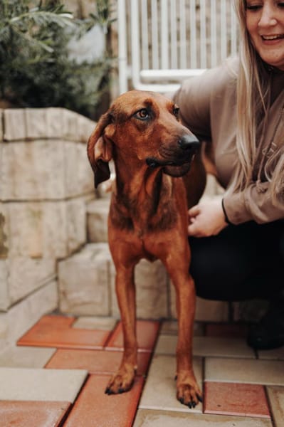 Liebster Dumbo sucht seine Menschen!