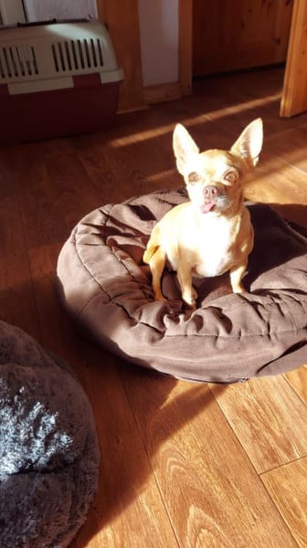 Parfis, Chihuahua Mädchen geb. 2018