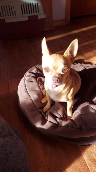 Parfis, Chihuahua Mädchen geb. 2018