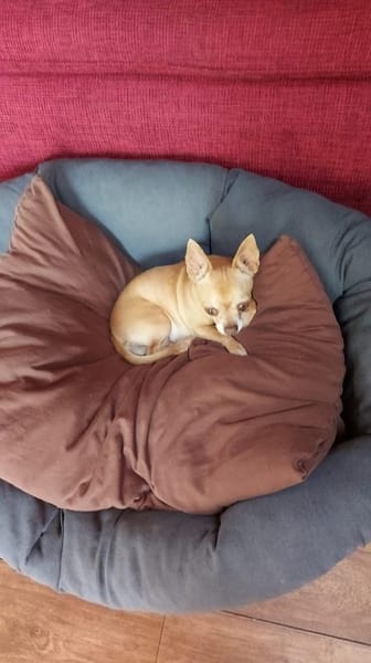 Parfis, Chihuahua Mädchen geb. 2018