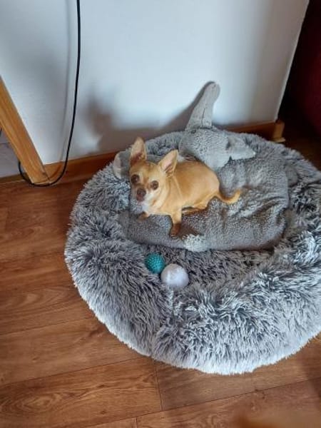 Parfis, Chihuahua Mädchen geb. 2018