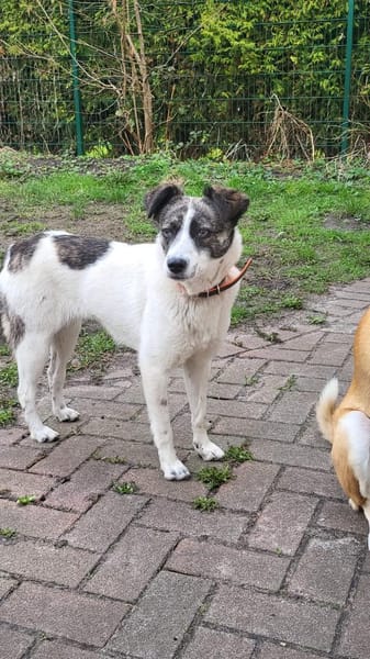 LAYLA  auf PS in 25421  Pinneberg