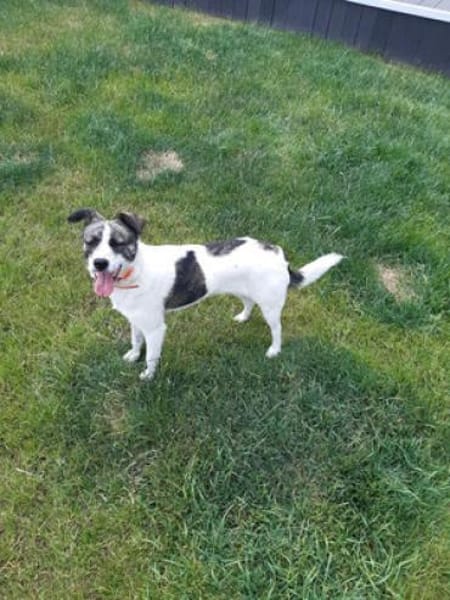 LAYLA  auf PS in 25421  Pinneberg