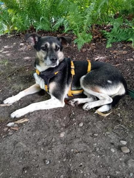 Johnny ❤sucht Für-Immer-Zuhause