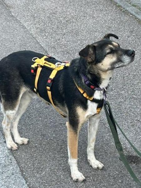 Johnny ❤sucht Für-Immer-Zuhause