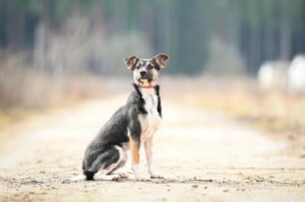 Johnny ❤sucht Für-Immer-Zuhause