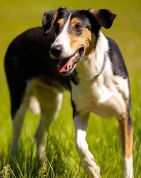 Bobi 💗 wartet in 99718 Greussen