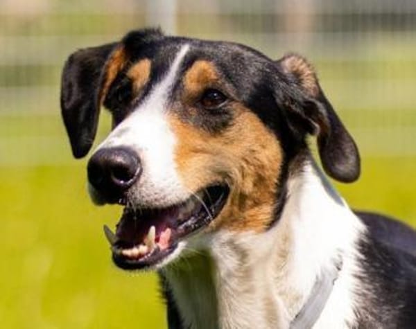 Bobi 💗 wartet in 99718 Greussen