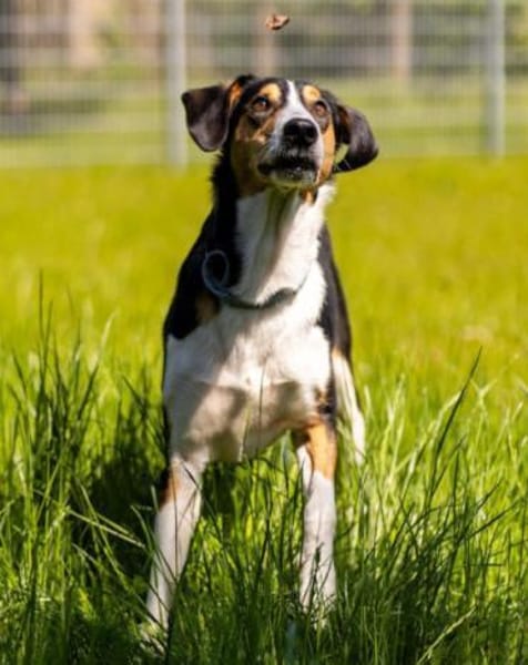 Bobi 💗 wartet in 99718 Greussen