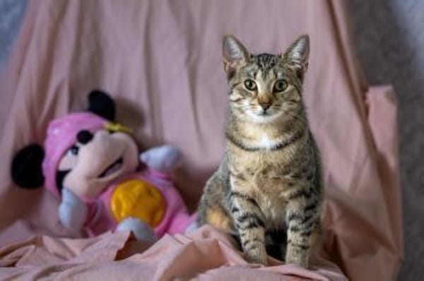 Lio (w) - meine Angel geb ich nicht mehr