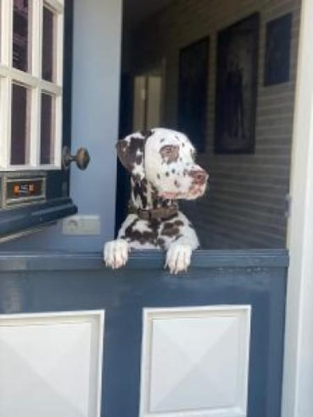 Marshall sucht Pflegestelle/Zuhause