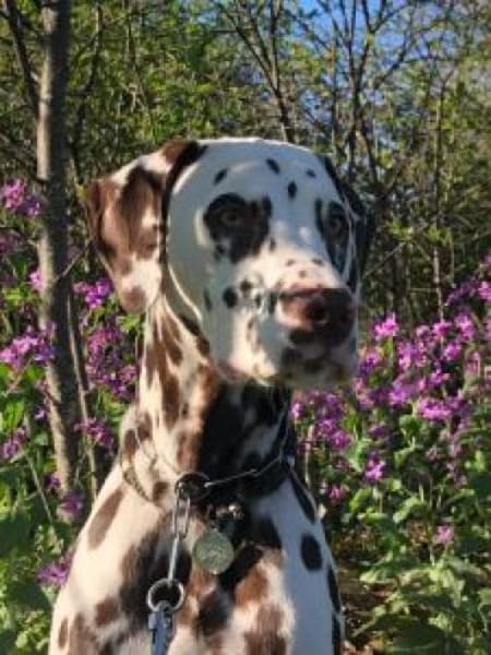 Marshall sucht Pflegestelle/Zuhause