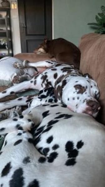 Marshall sucht Pflegestelle/Zuhause