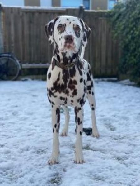 Marshall sucht Pflegestelle/Zuhause