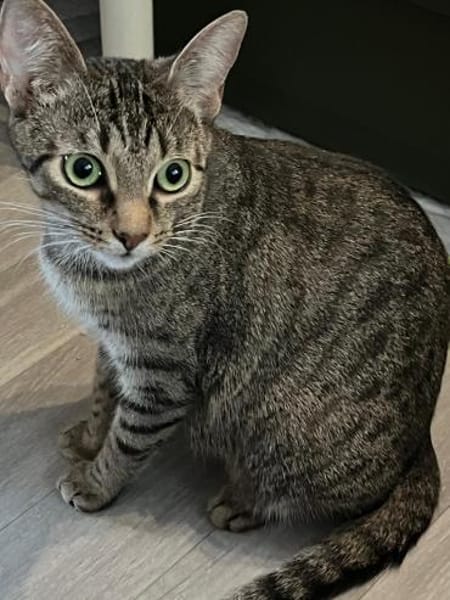 Dori sucht ein liebevolles Zuhause