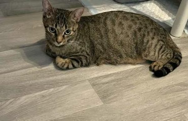 Dori sucht ein liebevolles Zuhause