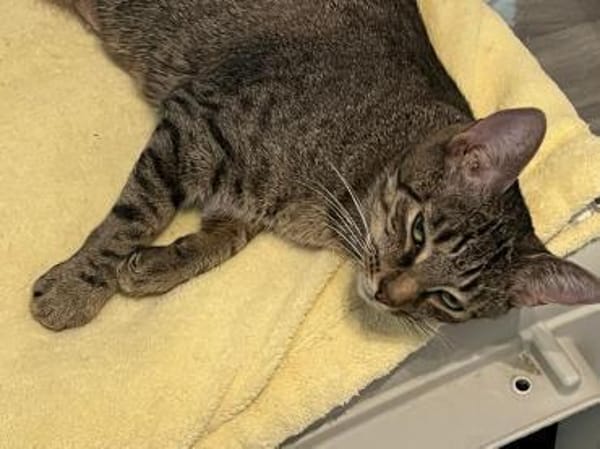 Dori sucht ein liebevolles Zuhause