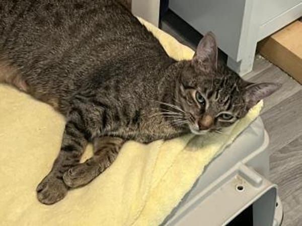 Dori sucht ein liebevolles Zuhause