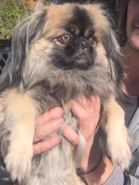 Der kleine Ricci sucht seine Familie