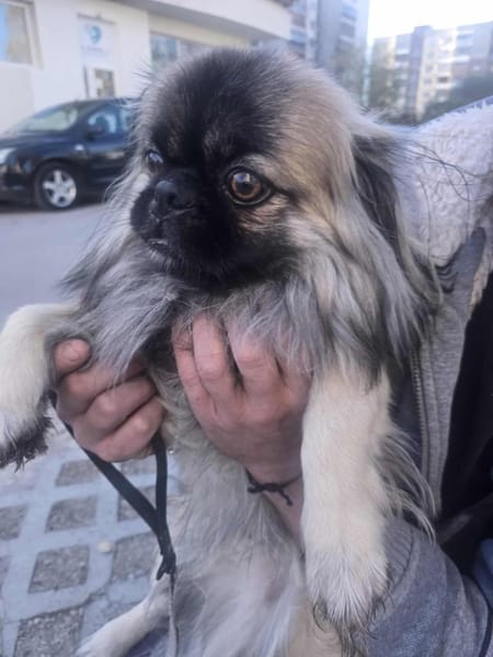 Der kleine Ricci sucht seine Familie