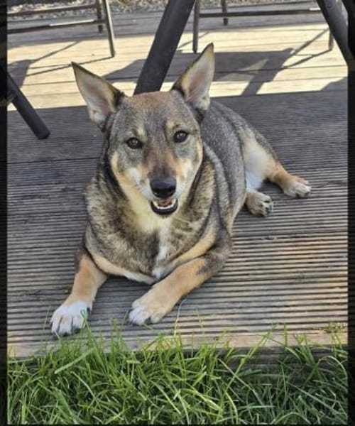 Lulu ❤sucht ihre Menschen